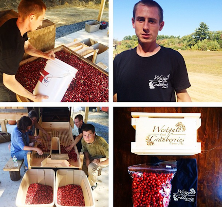 Brandon Westgate Cranberries & Firing Line